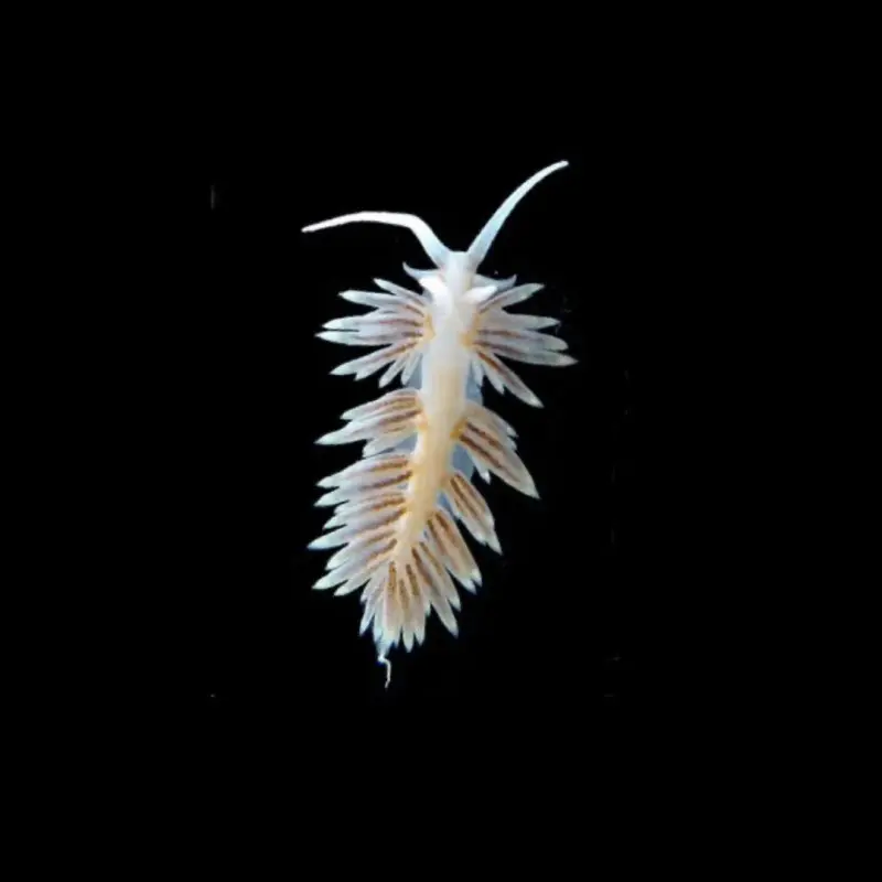 Nudibranquio Berghia