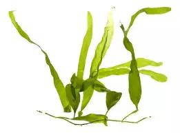 Alga Caulerpa Prolifera