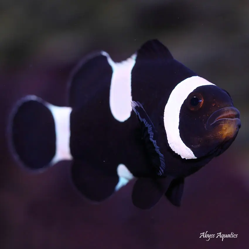 Payaso black and white