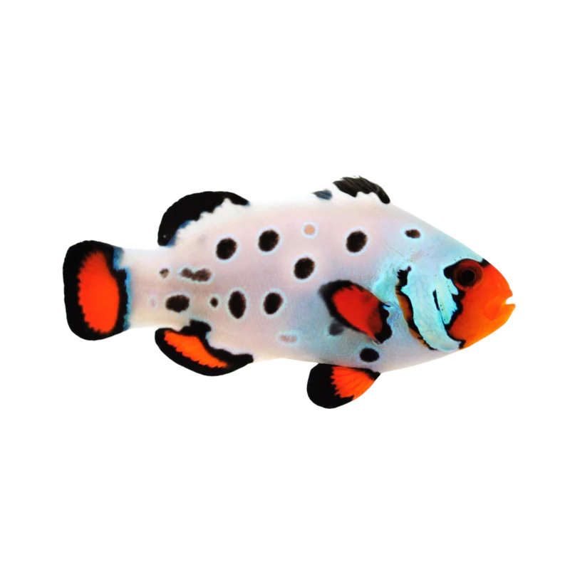 Payaso Frostbite