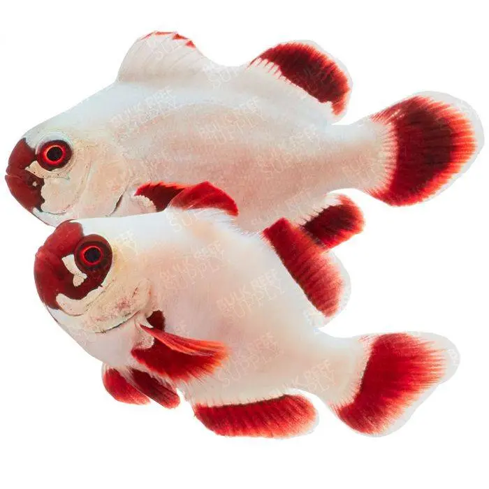 PAYASO GOLDEN NUGGET