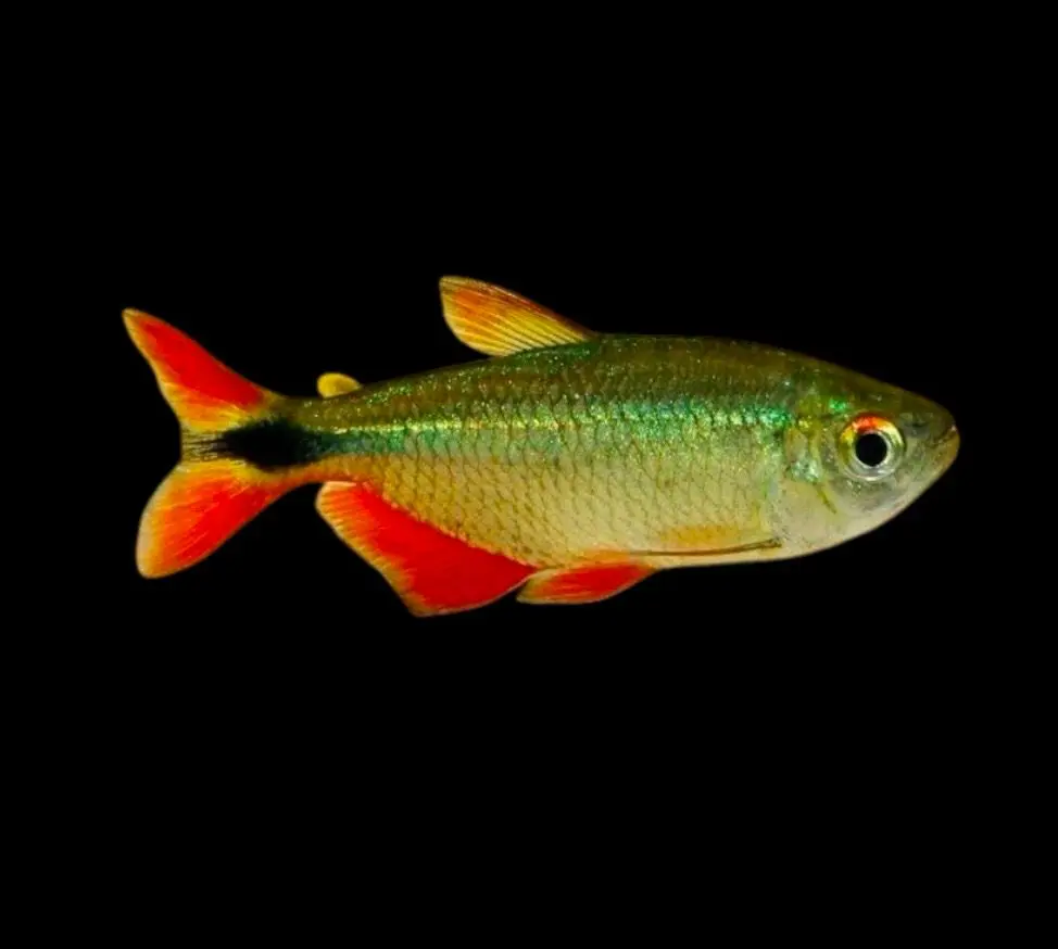 tetra buenos aires