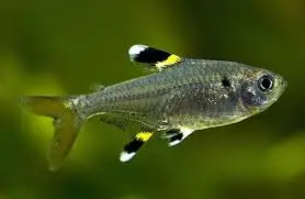 Tetra pristella