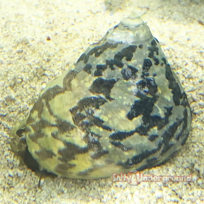 Caracol Zebra