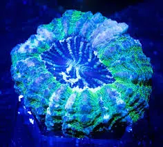 Acanthophyllia Green