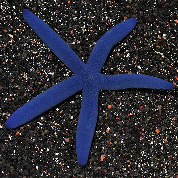 Estrella Linckia Azul