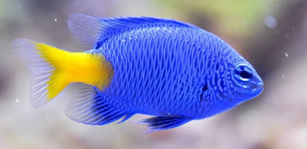 DAMISELA COLA AMARILLA