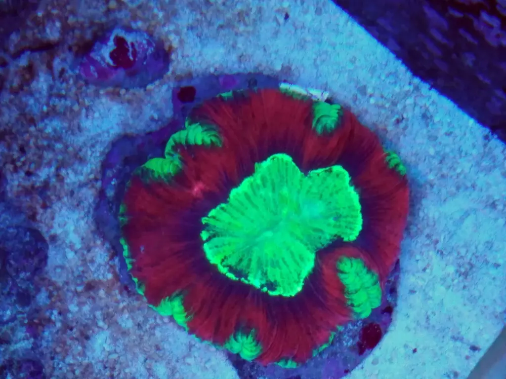 Wellsophyllia roja md 