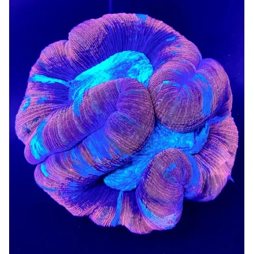 Wellsophyllia red LG