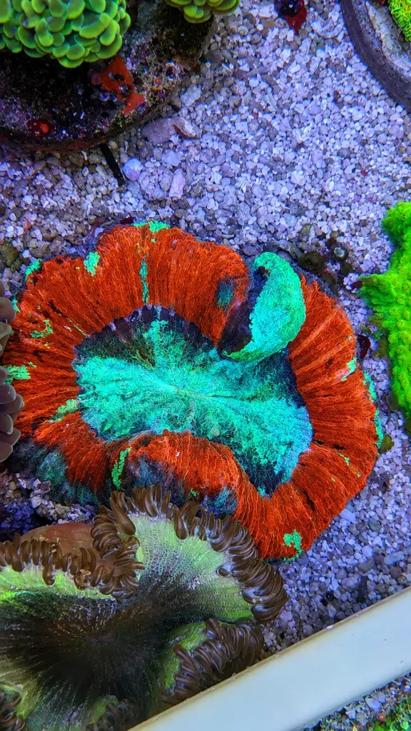 TRACHYPHYLLIA RED