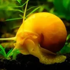 Caracol manzano