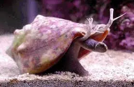 CARACOL STROMBUS
