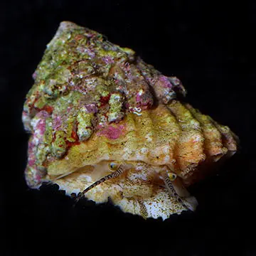 caracol turbo