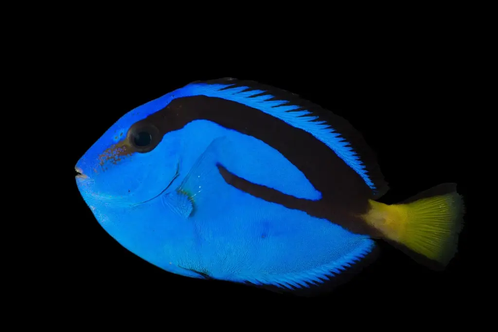Cirujano Azul MD