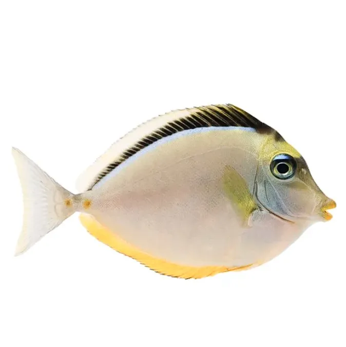 CIRUJANO NASO MD