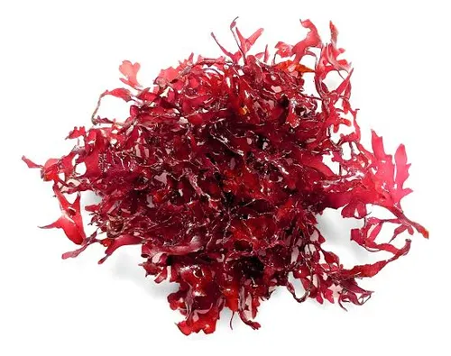 Macro Alga Gracilaria Hayi roja porcion 6 cm