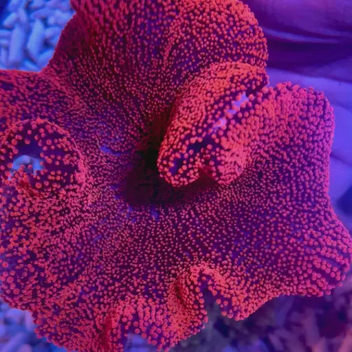 Anemona Carpeta Roja