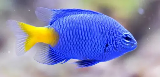 DAMISELA COLA AMARILLA