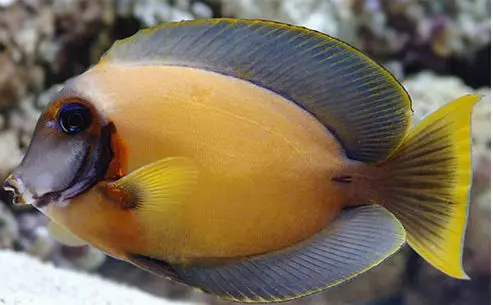 Cirujano Yellow lemon peel