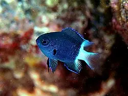 Damisela Bicolor